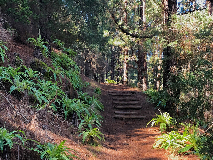 Senderos en Tenerife para todos los niveles