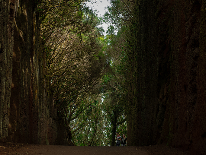 Camino viejo Pico del Inglés, Tenerife