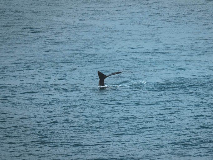 Avistamiento de cetáceos en tour en barco azul en Tenerife