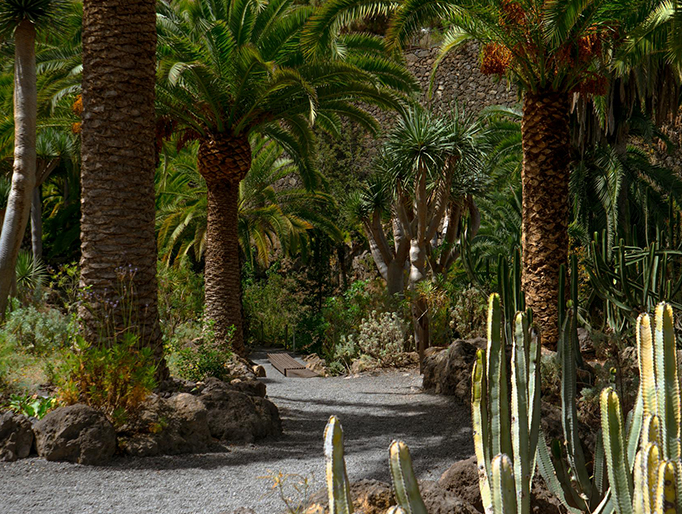 Paseo por parque natural en Tenerife Paseo por parque natural en Tenerife